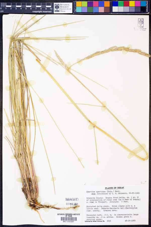 Spartina spartinae image