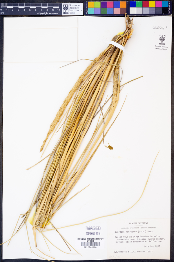 Spartina spartinae image