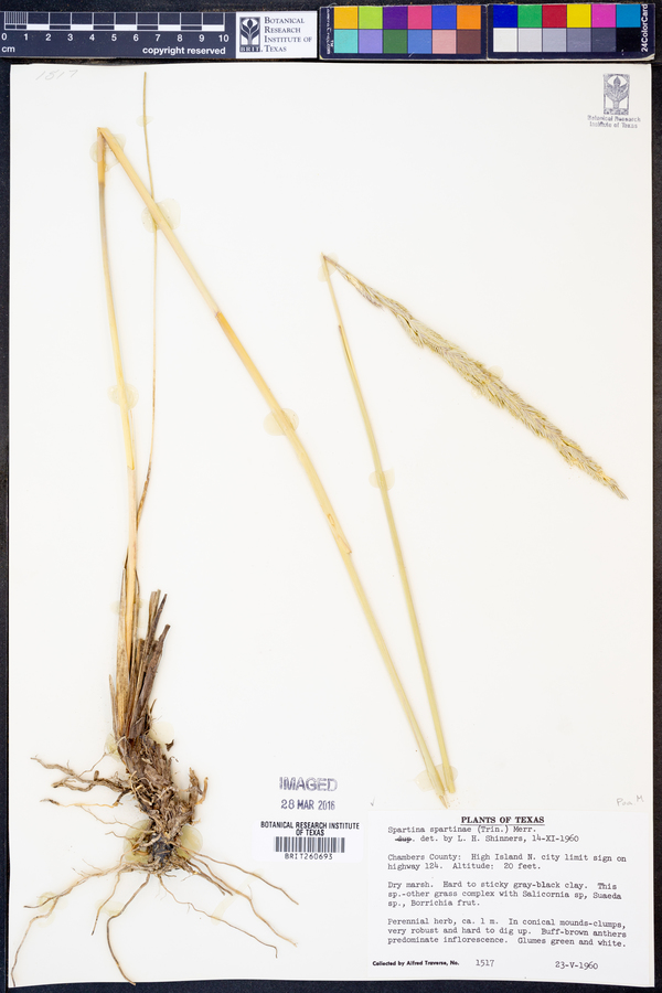 Spartina spartinae image