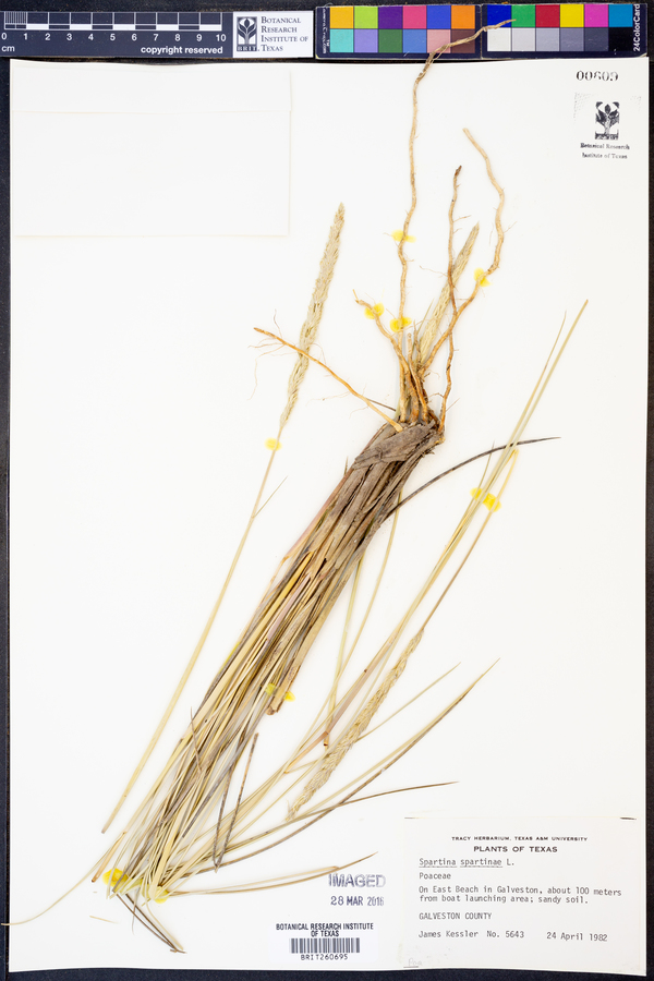 Spartina spartinae image