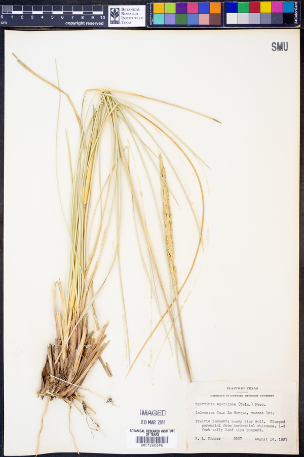 Spartina spartinae image