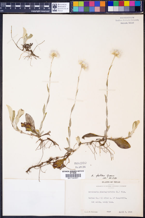 Antennaria fallax image
