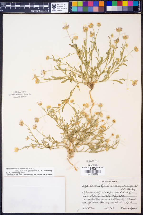 Aphanostephus ramosissimus var. humilis image