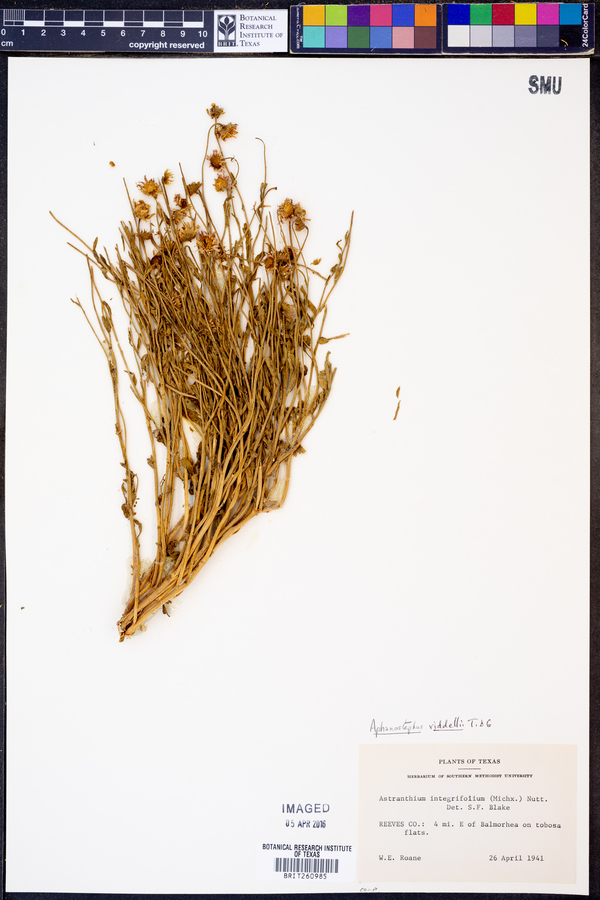 Aphanostephus riddellii image