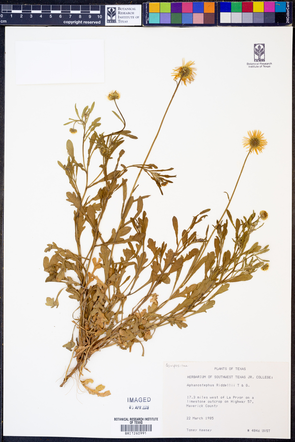 Aphanostephus riddellii image
