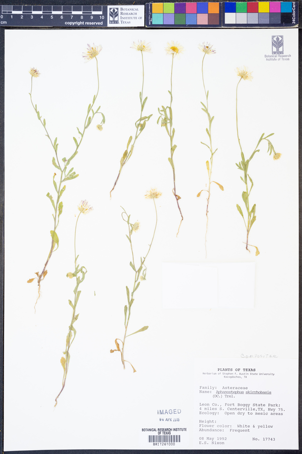 Aphanostephus skirrhobasis image