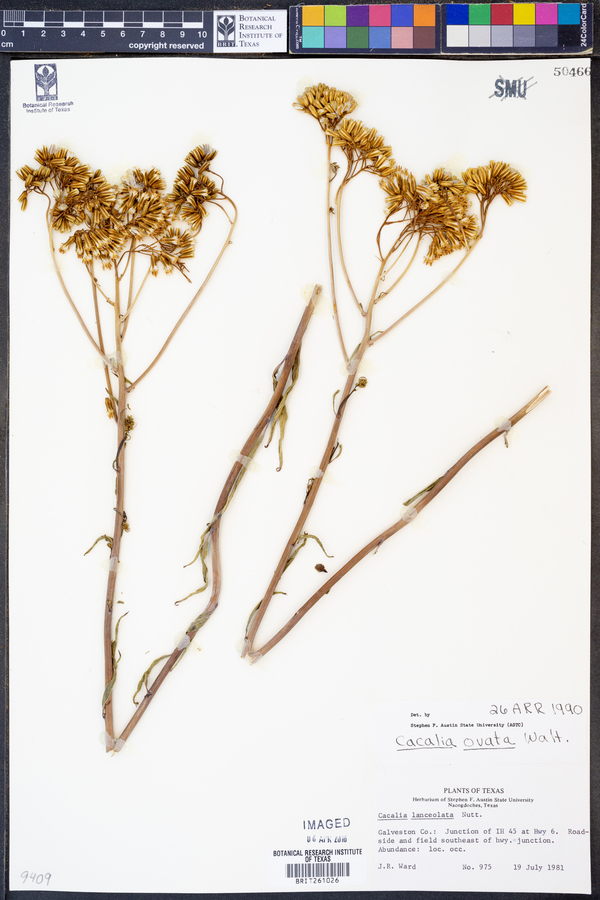 Arnoglossum ovatum image