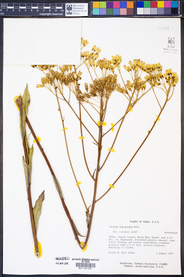 Arnoglossum ovatum image