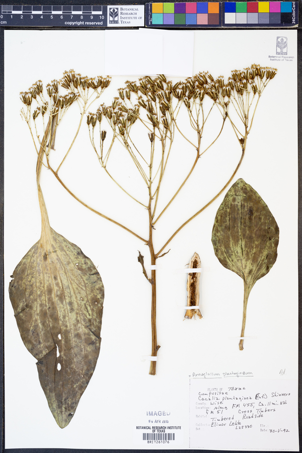 Arnoglossum plantagineum image
