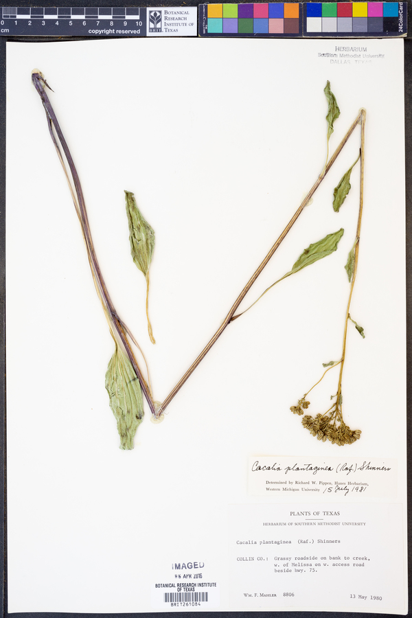 Arnoglossum plantagineum image