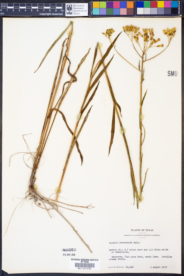 Arnoglossum ovatum image
