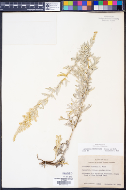 Artemisia ludoviciana ssp. mexicana image