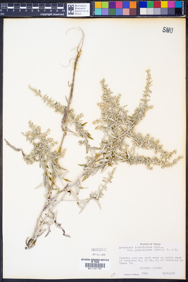 Artemisia ludoviciana ssp. ludoviciana image