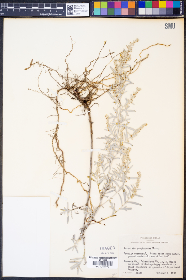 Artemisia ludoviciana ssp. ludoviciana image