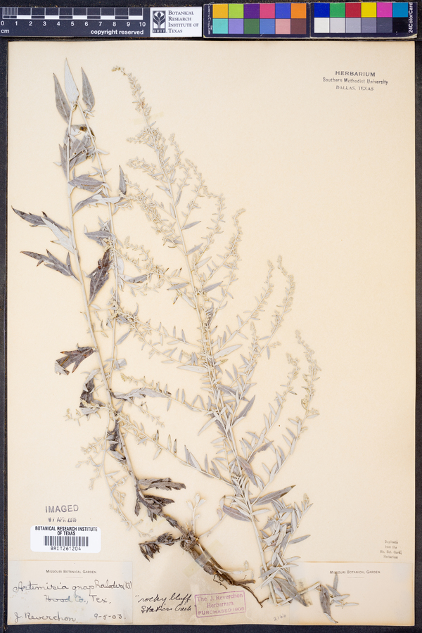 Artemisia ludoviciana ssp. ludoviciana image