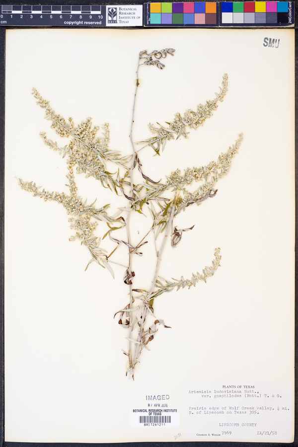 Artemisia ludoviciana ssp. ludoviciana image