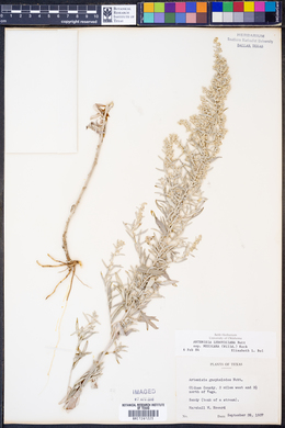 Artemisia ludoviciana subsp. mexicana image
