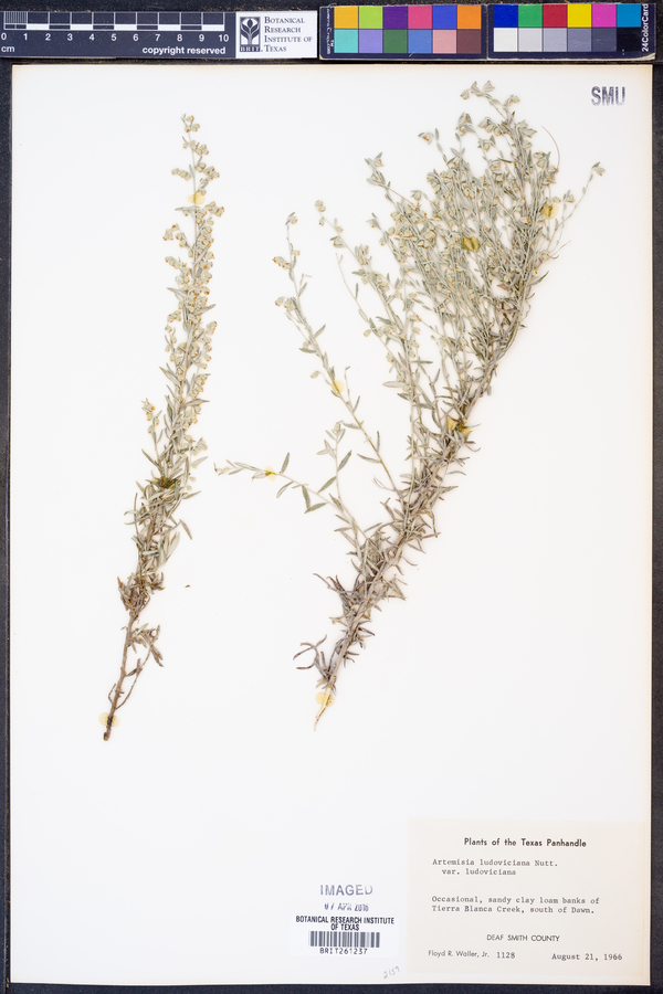 Artemisia ludoviciana var. ludoviciana image