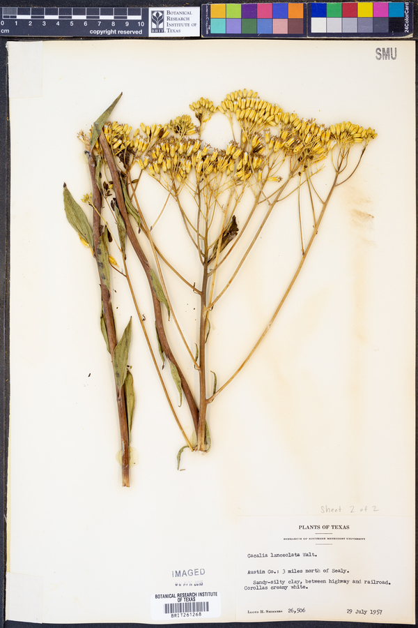 Arnoglossum ovatum image