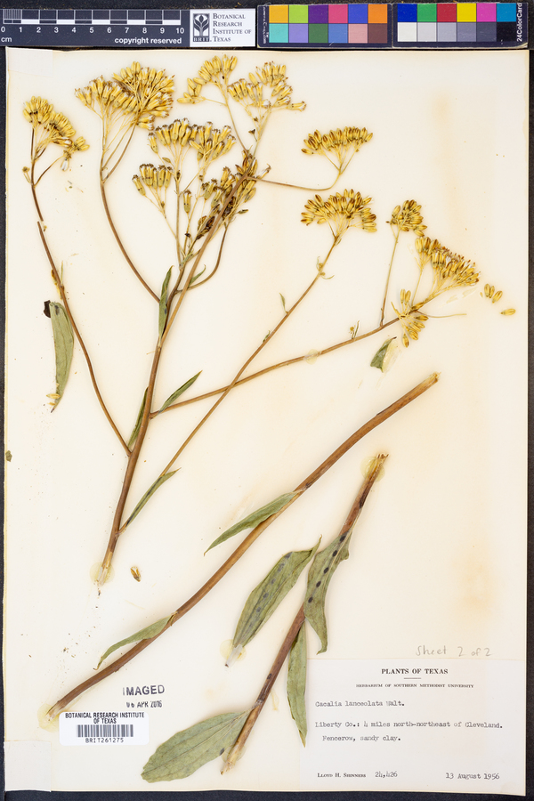 Arnoglossum ovatum image