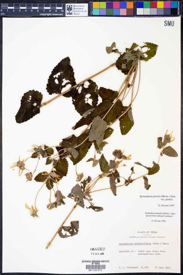 Berlandiera pumila image