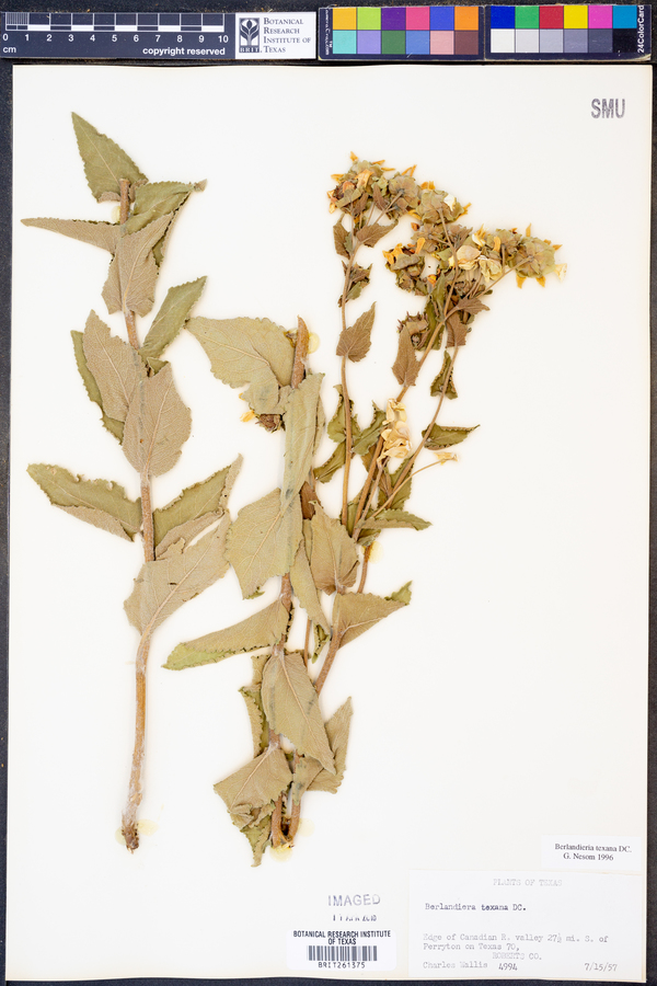 Berlandiera texana image