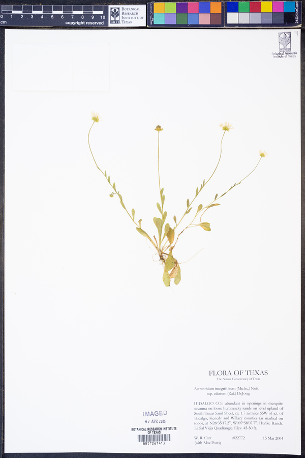 Astranthium integrifolium subsp. ciliatum image