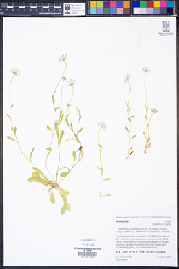 Astranthium integrifolium subsp. ciliatum image