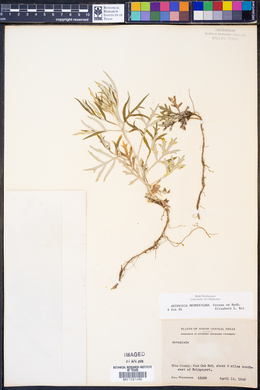 Artemisia ludoviciana ssp. mexicana image