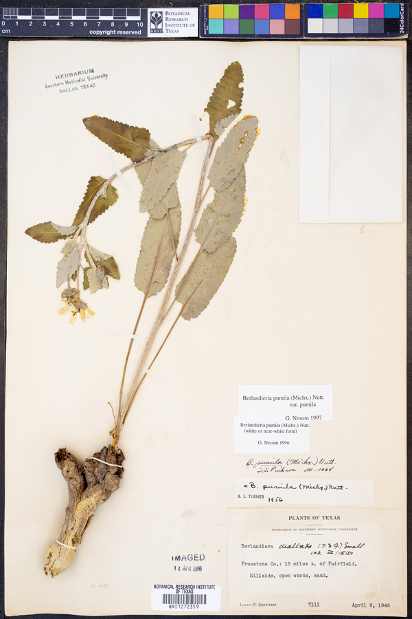Berlandiera pumila image
