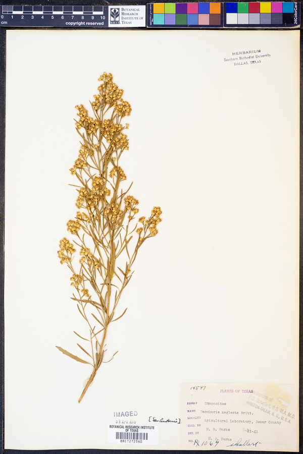 Baccharis neglecta image