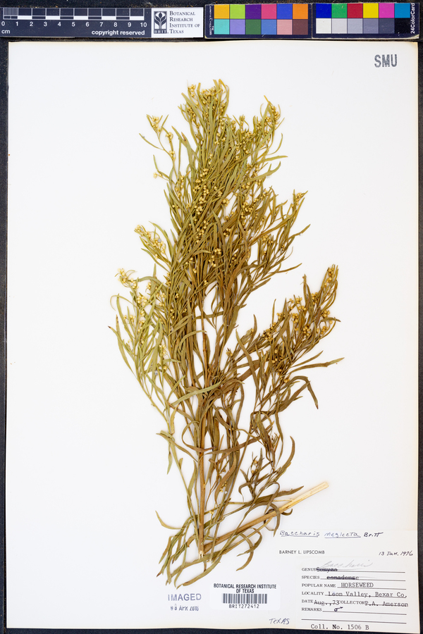 Baccharis neglecta image