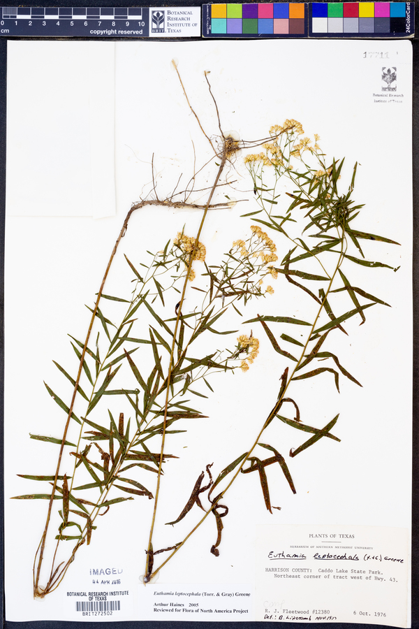 Euthamia leptocephala image