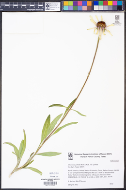 Echinacea pallida var. pallida image
