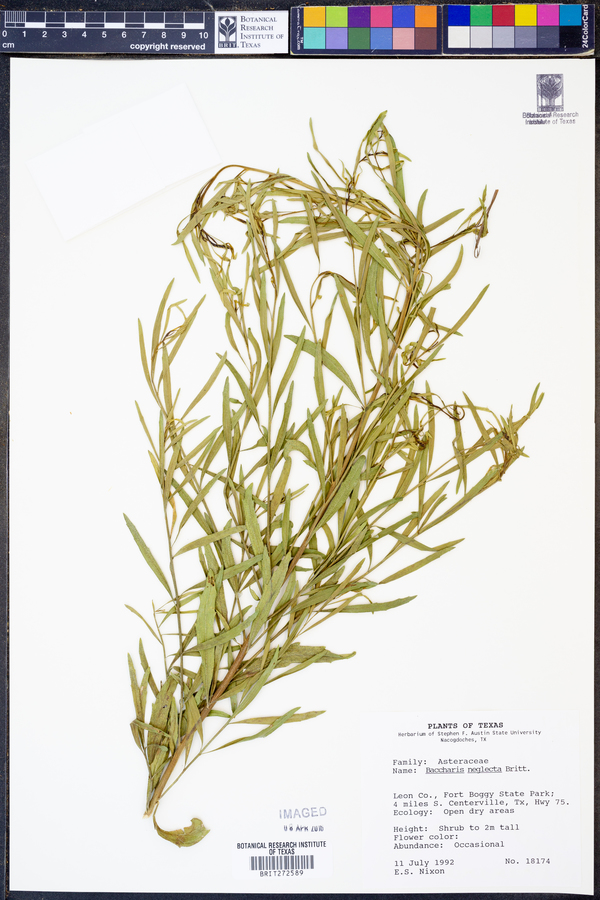 Baccharis neglecta image