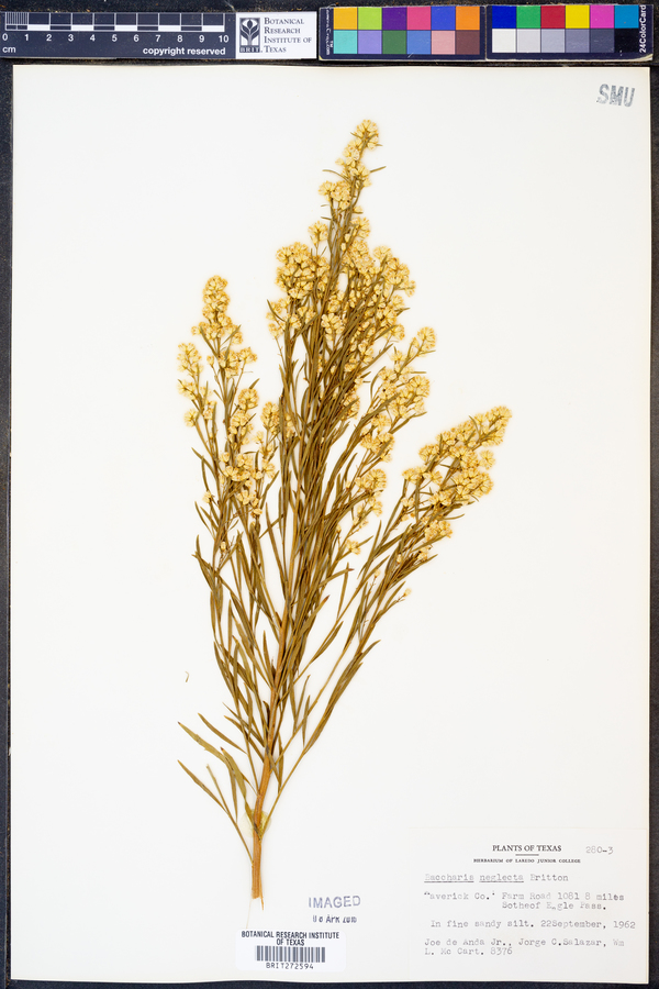 Baccharis neglecta image