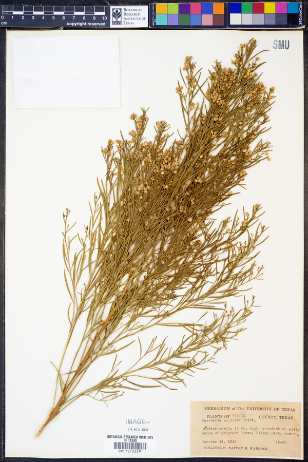 Baccharis neglecta image