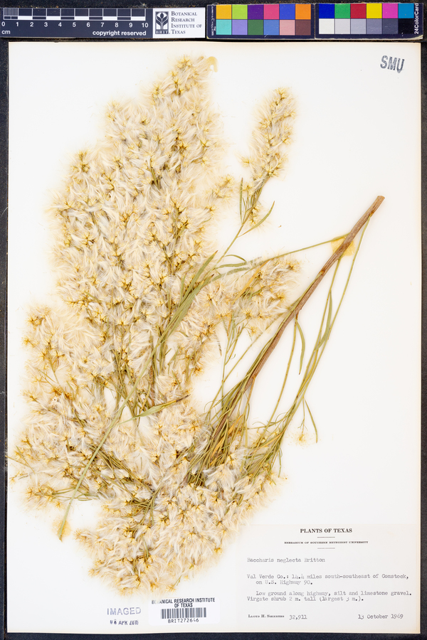 Baccharis neglecta image