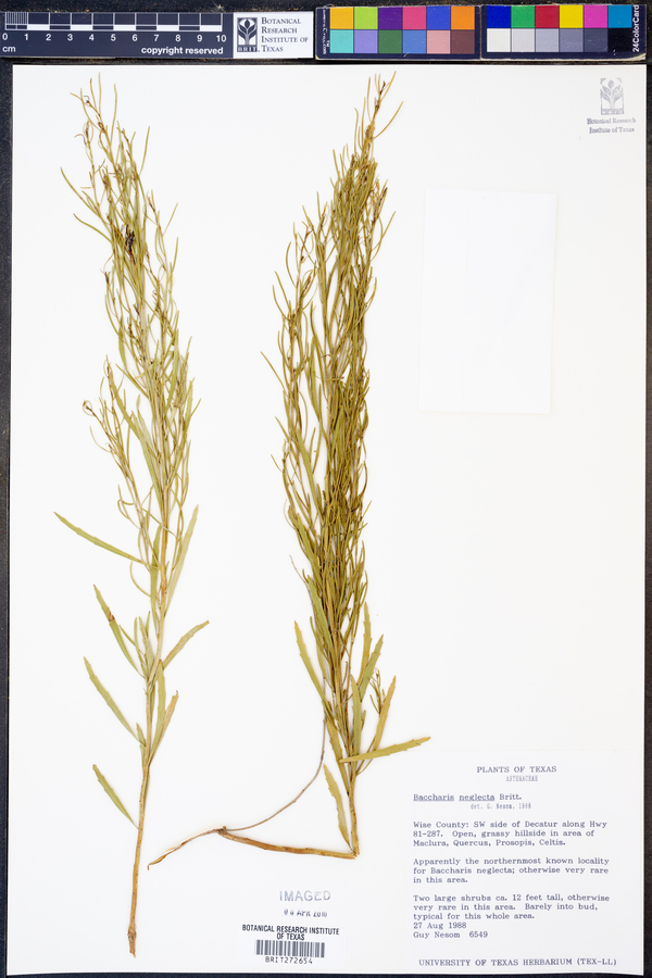 Baccharis neglecta image