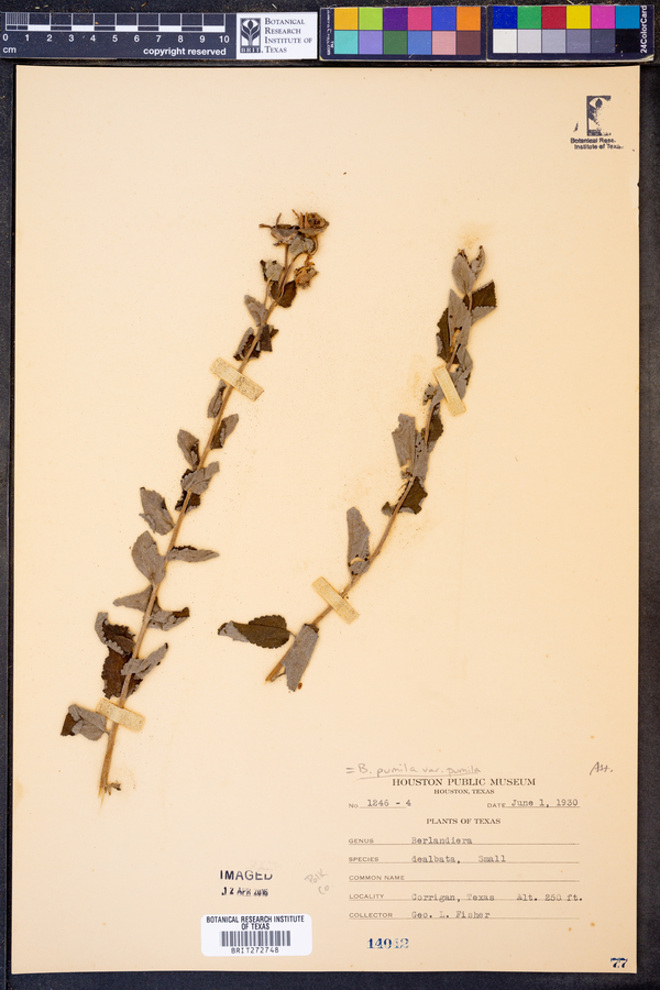 Berlandiera pumila image