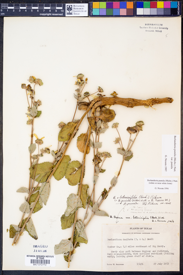 Berlandiera pumila var. pumila image