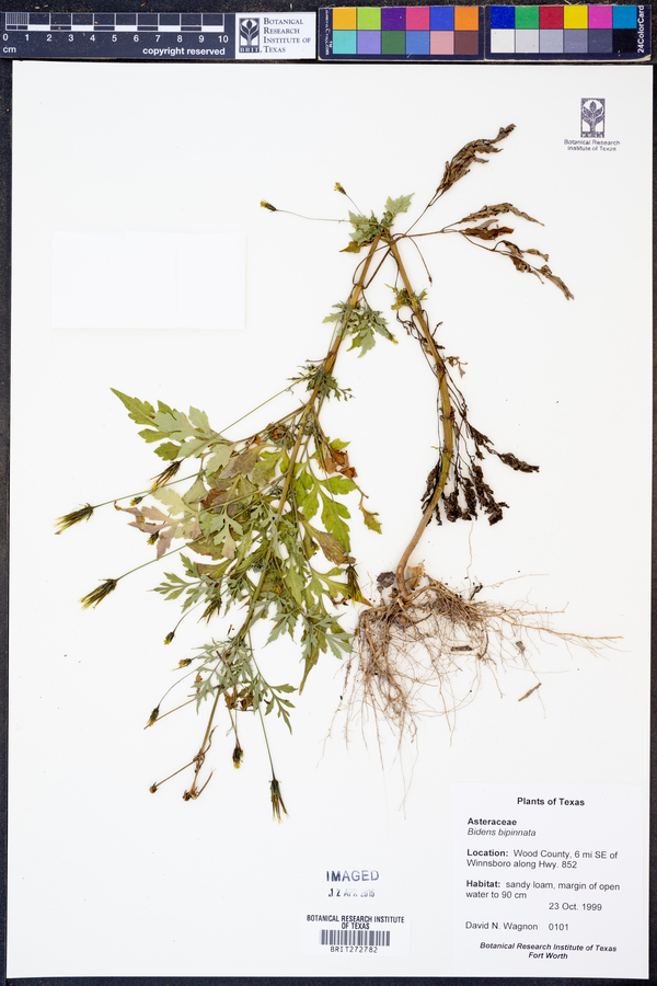 Bidens bipinnata image