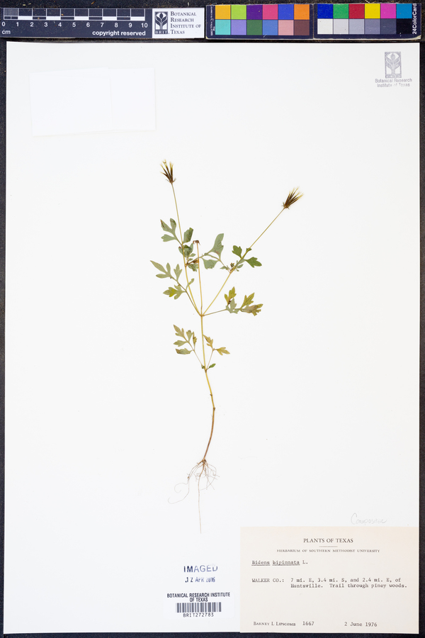 Bidens bipinnata image