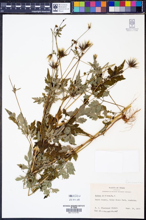 Bidens bipinnata image