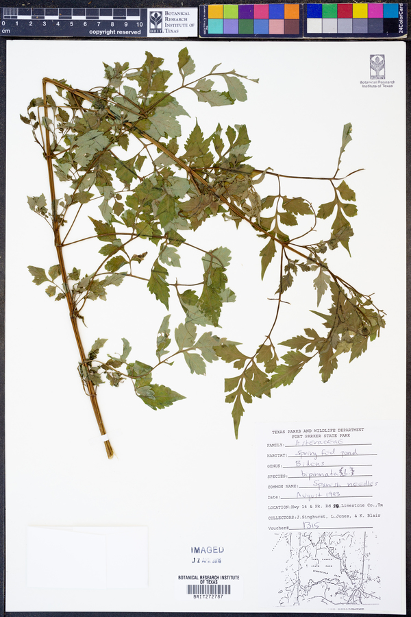 Bidens bipinnata image