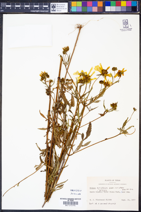 Bidens aristosa f. aristosa image