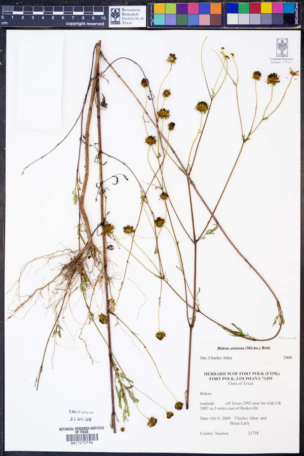 Bidens aristosa image