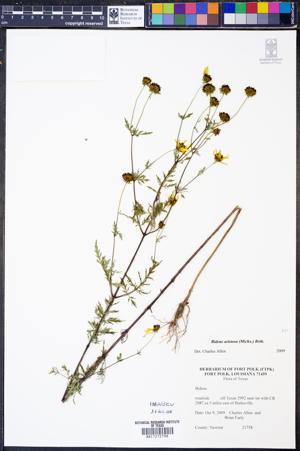 Bidens aristosa image