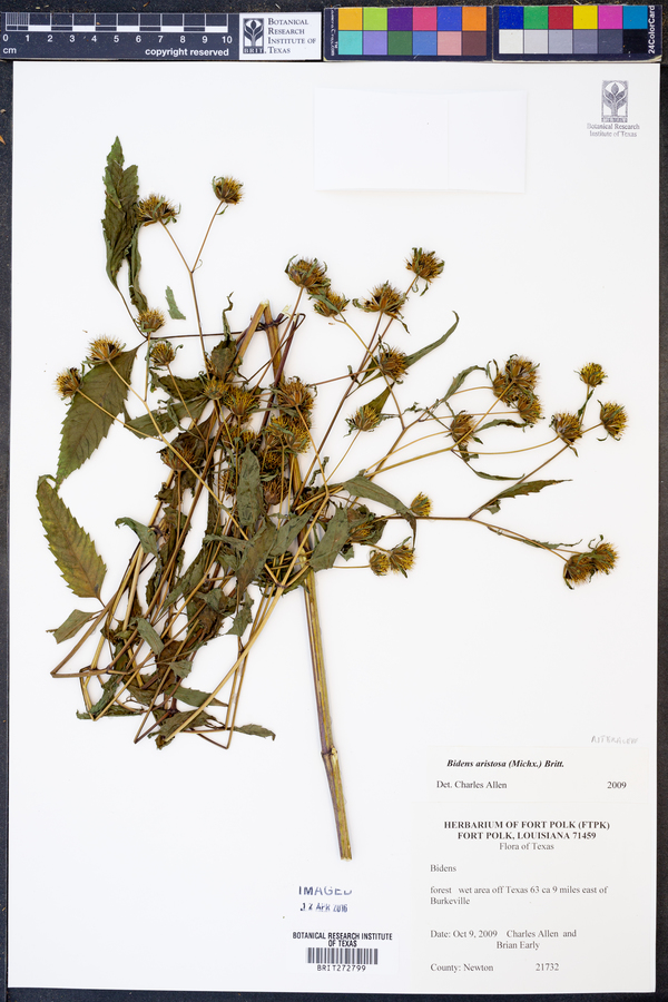 Bidens aristosa image