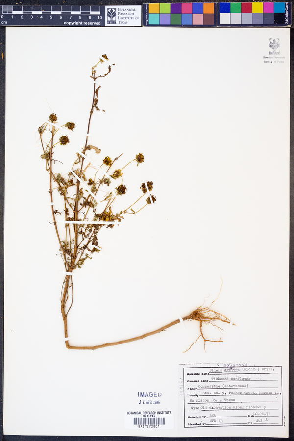 Bidens aristosa image